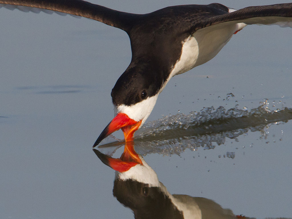BlackSkimmer-in-Texas.DanPancamo