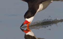 Happy Memories, Accented by Black Skimmers at Madeira&nbsp;Beach