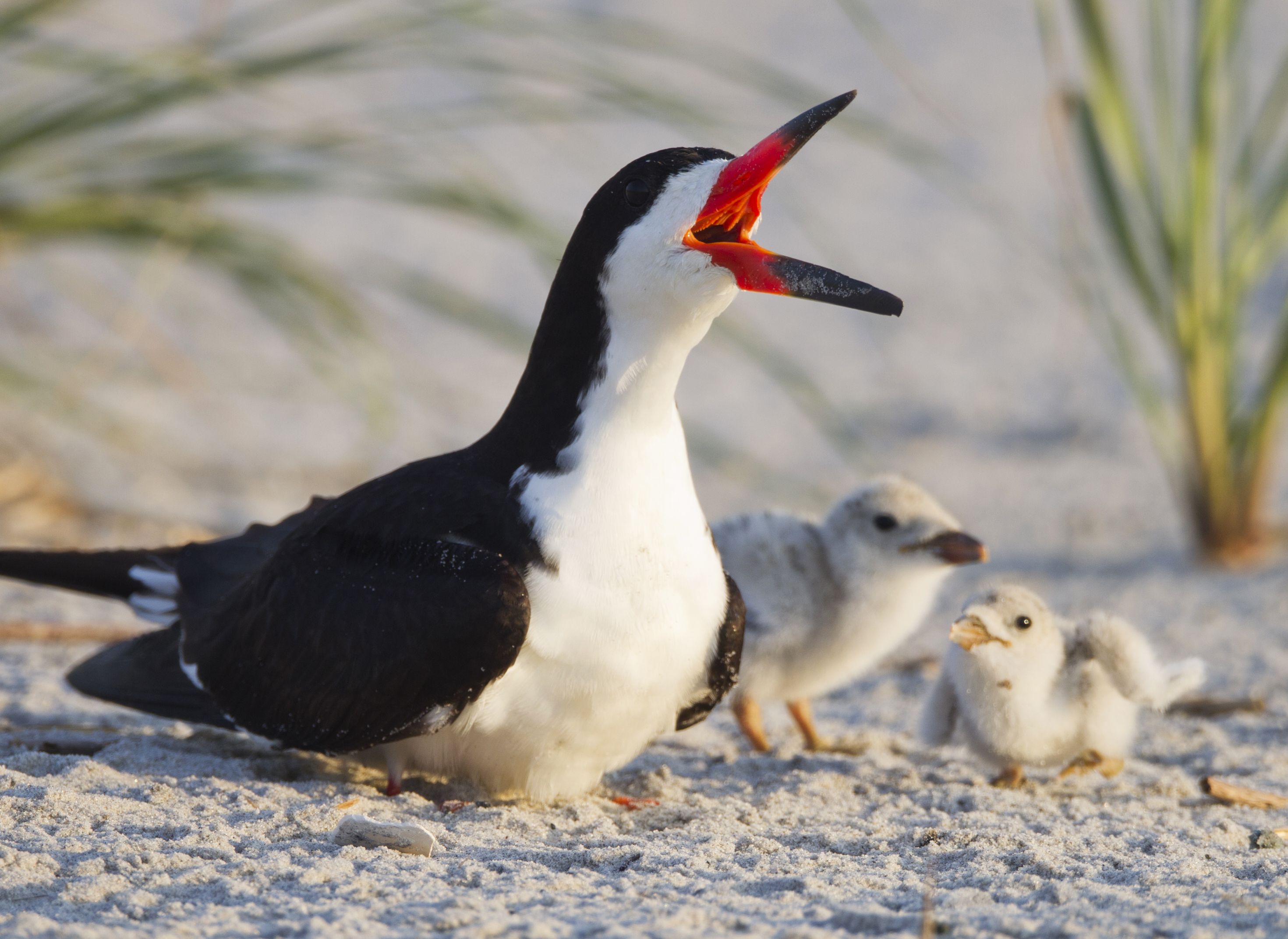 BlackSkimmer-with-young.MichaelStubblefield.jpg