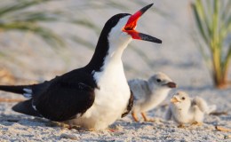 Bird Barks And Lizard Growls – Creation&nbsp;Moments