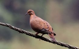 Avian and Attributes –&nbsp;Zeal