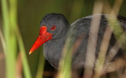 Avian And Attributes –&nbsp;Invisible