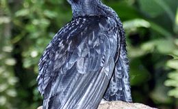 Avian and Attributes –&nbsp;Undefiled