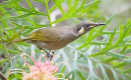 Avian And Attributes –&nbsp;Gracious