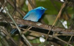 Avian And Attributes –&nbsp;Captain