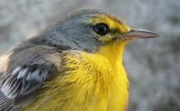 What Is The Fate of the Barbuda&nbsp;Warbler?