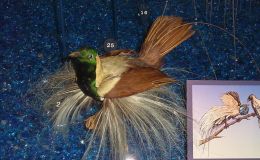 Avian And Attributes – Ensign (to the&nbsp;Nations)