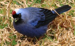 Avian And Attributes –&nbsp;Diadem