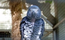 Albert and the&nbsp;Midterm