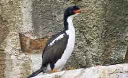 Avian And Attributes – Bountiful/Bountifully