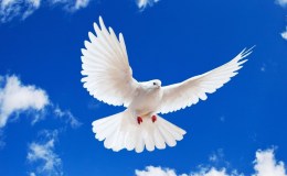 Birds Of The Bible II –&nbsp;Introduction