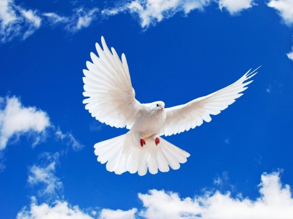 White-Dove-flying.background-clouds