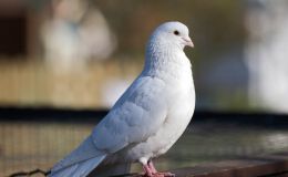 Reflecting on Floodwaters (and a Dove): How Do We “Return”?