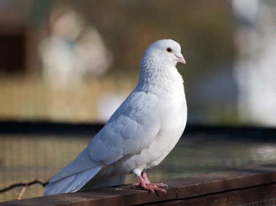 White-Dove.Journal-of-Consumer-Research