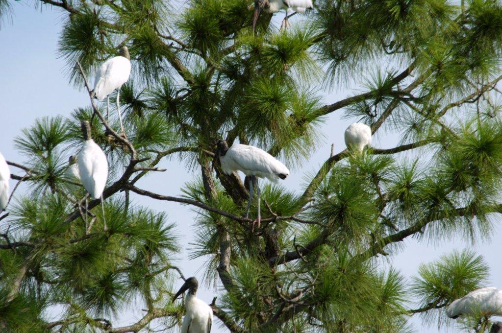 Dan's Wood Stork Tree up close