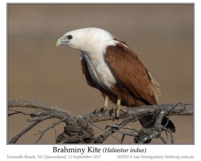 Brahminy Kite (Haliastur indus) by Ian