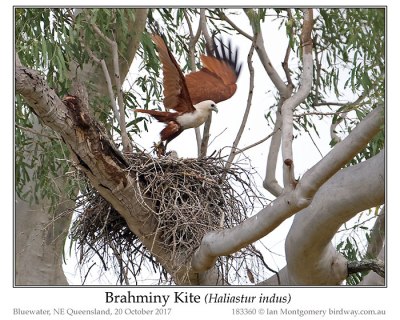 Brahminy Kite (Haliastur indus) by Ian