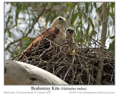 Brahminy Kite (Haliastur indus) by Ian