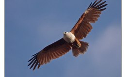 Ian’s Bird of the Moment – Brahminy&nbsp;Kite