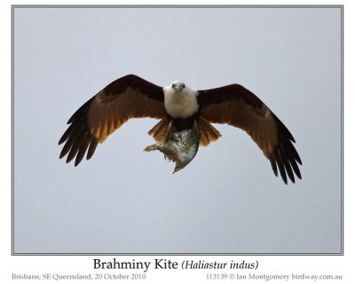 Brahminy Kite (Haliastur indus) by Ian