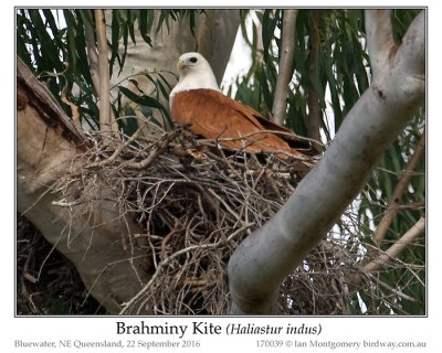 Brahminy Kite (Haliastur indus) by Ian