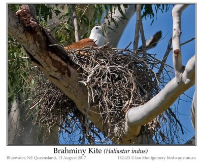 Brahminy Kite (Haliastur indus) by Ian
