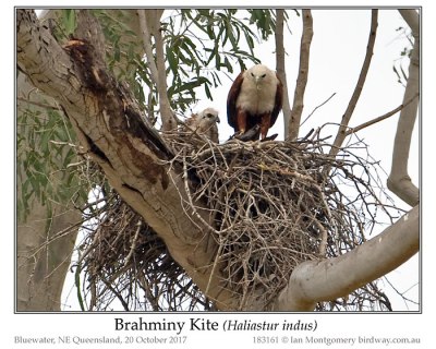 Brahminy Kite (Haliastur indus) by Ian