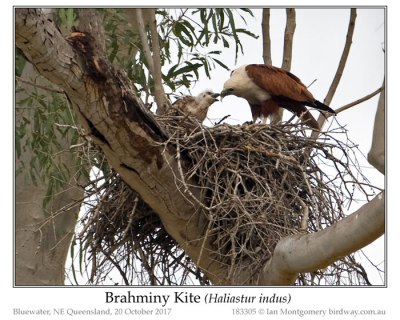 Brahminy Kite (Haliastur indus) by Ian