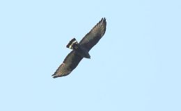 Avian And Attributes –&nbsp;Zoologist