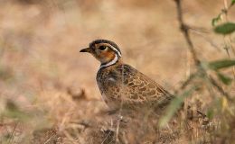 Avian And Attributes – Three (in&nbsp;One)