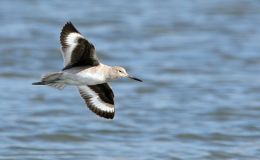 Avian And Attributes –&nbsp;Willing