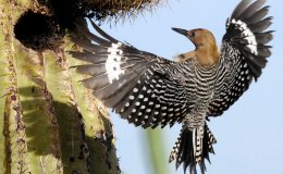 Gila Woodpeckers and Saguaro Cactus, Illustrating&nbsp;Neighborliness