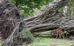 After the Storm –&nbsp;Zoos