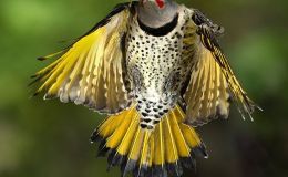 Northern Flickers: Red-shafted, Yellow-shafted,&nbsp;Whatever
