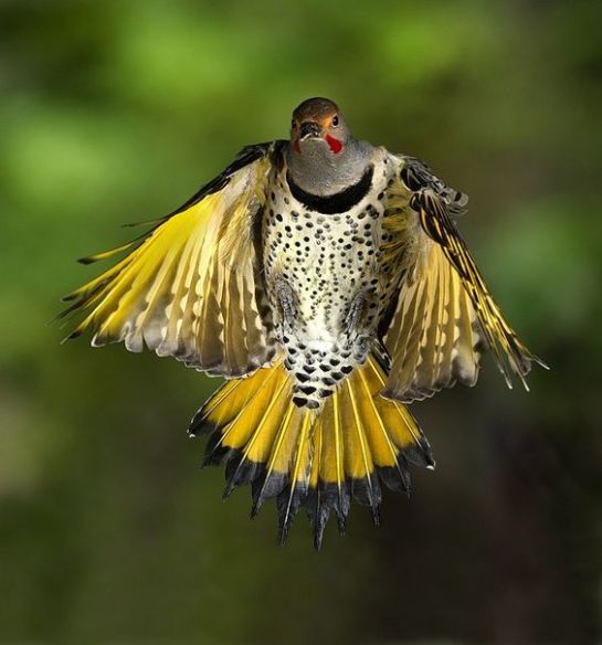 NorthernFlicker-yellowshafted.BioQuick-News