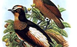 Avian And Attributes – Quiets Our&nbsp;Fears