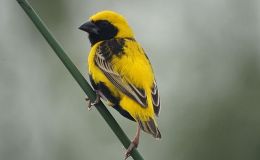 Avian And Attributes –&nbsp;Yoke