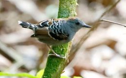 Avian And Attributes – (X)&nbsp;Excellence