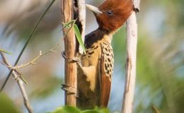 Avian And Attributes –&nbsp;Kind