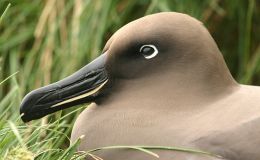 Avian And Attributes –&nbsp;Light