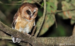 Bible Birds – Owl&nbsp;Introduction