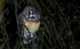 Avian And Attributes –&nbsp;Unreprovable