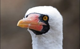 Avian And Attributes –&nbsp;Nazarene