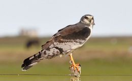 The Eagles and Allies Have&nbsp;Landed