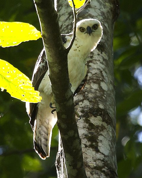 Sulawesi Hawk-Eagle (Nisaetus lanceolatus) ©WikiC