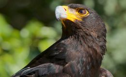 Rounding Up Those Eagles and&nbsp;Allies