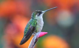 Avian and Attributes –&nbsp;Admirable