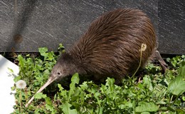 Birds That Can’t Fly – Creation&nbsp;Moments