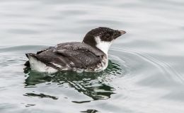 Avian and Attributes – Ancient (of&nbsp;Days)