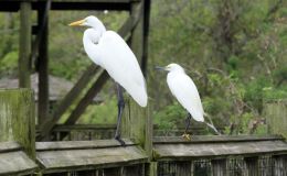 The Snowy “Want-to-Be” at&nbsp;Gatorland